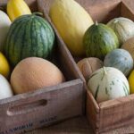 Different Types of Melons You Need to Know Now