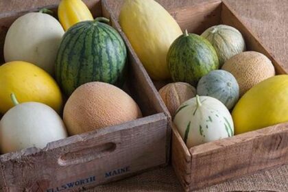 Different Types of Melons You Need to Know Now