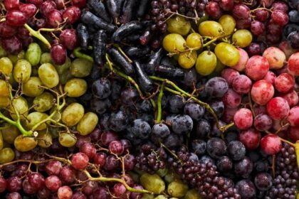 Different Types of Grapes in India You Need to Know Now