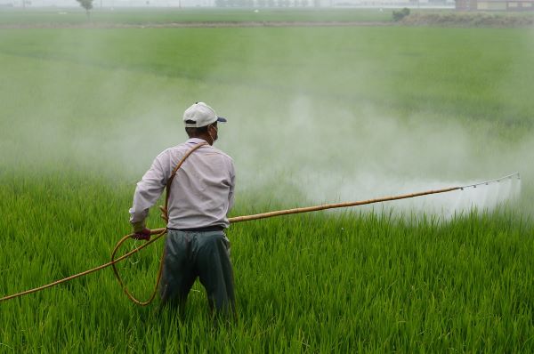 Malathion, A Common Pesticide Used in Vegetables