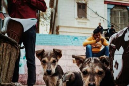 Top 10 Animal Shelters in India