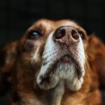 Global Alliance for Rabies Control GARC