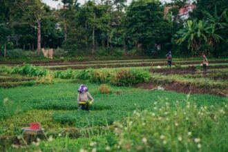 All You Need to Know About Atrazine, A Common Pesticide Used in Vegetables