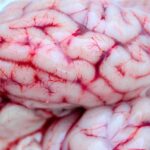 rare-brain-eating-amoeba-infection
