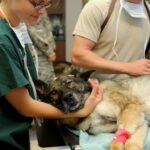 Everything You Wanted to Know about the American Veterinary Medical Association (AVMA)