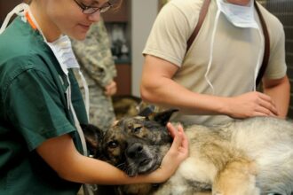 Everything You Wanted to Know about the American Veterinary Medical Association (AVMA)