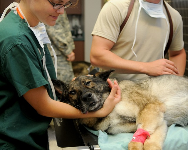 Everything You Wanted to Know about the American Veterinary Medical Association (AVMA)