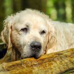 Conjunctivitis in Dogs