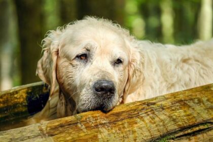 Conjunctivitis in Dogs