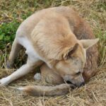 Itching in Dogs