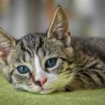 Now Know All about Central Retinal Degeneration in Cats