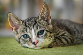 Now Know All about Central Retinal Degeneration in Cats