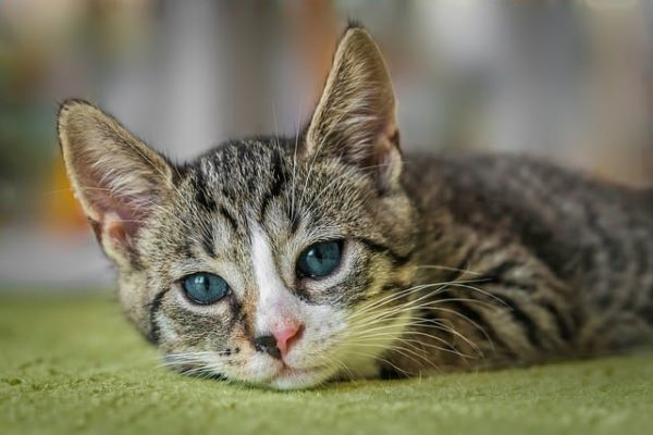 Now Know All about Central Retinal Degeneration in Cats