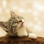 Now Know All about Chronic kidney disease in Cats