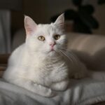 Now Know All about Diabetes in Cats