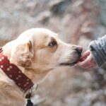 Now Know All about Diabetes in Dogs