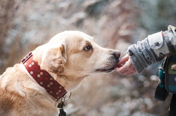 Now Know All about Diabetes in Dogs