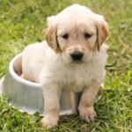 Now Know All about Diarrhea in Dogs