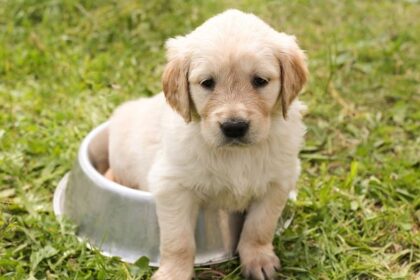 Now Know All about Diarrhea in Dogs