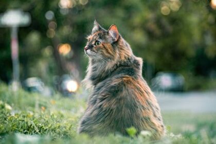 Now Know All about Feline Calicivirus in Cats