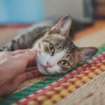 Now Know All about Feline Infectious Anemia in Cats: Causes, Symptoms, Treatment, Vaccines, Prevention, Home Remedies