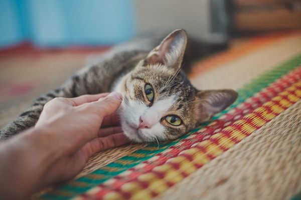 Now Know All about Feline Infectious Anemia in Cats: Causes, Symptoms, Treatment, Vaccines, Prevention, Home Remedies