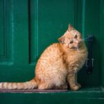 Now Know All about Feline Leprosy Syndrome in Cats