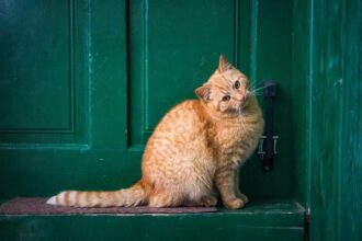 Now Know All about Feline Leprosy Syndrome in Cats