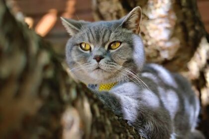 Now Know All about Feline leukemia virus in Cats