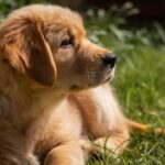 Now Know All about Kennel Cough in Dogs: Causes, Symptoms, Treatment, Vaccines, Prevention