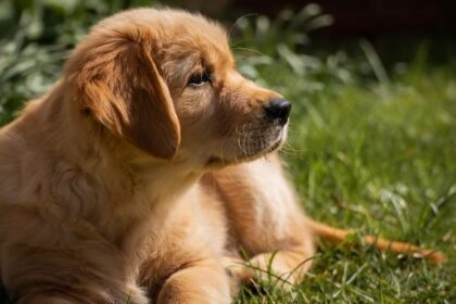 Now Know All about Kennel Cough in Dogs: Causes, Symptoms, Treatment, Vaccines, Prevention