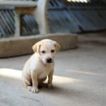 Now Know All about Vomiting in Dogs