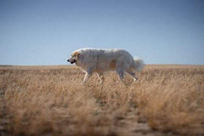 Obesity in Dogs