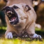 Now Know All about Rabies in Dogs