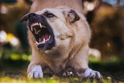 Now Know All about Rabies in Dogs