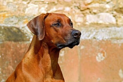 Urinary tract infection in Dogs