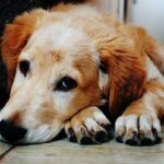 Now Know All about Arthritis in Dogs