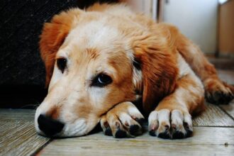 Now Know All about Arthritis in Dogs