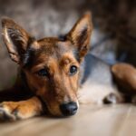 Now Know Best Low Cost Vet Hospitals in Mumbai