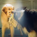 common rabies myths