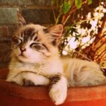 Now Know All about Aspergillosis in Cats