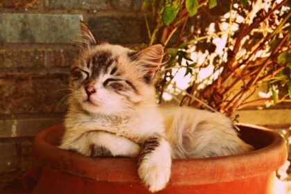 Now Know All about Aspergillosis in Cats