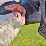 Now Know All about Diary Cow Disease Foot and Mouth Disease