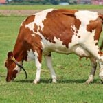 Now Know All about Diary Cow Disease Infectious Leptospirosis