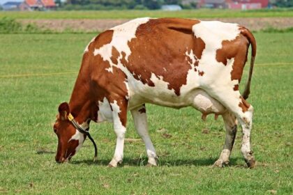 Now Know All about Diary Cow Disease Infectious Leptospirosis