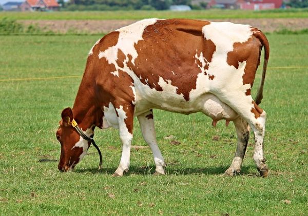 Now Know All about Diary Cow Disease Infectious Leptospirosis