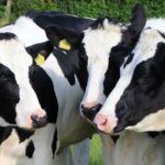 Now Know All about Diary Cow Disease Infectious Liver Fluke