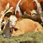 Now Know All about Diary Cow Disease Infectious Mites