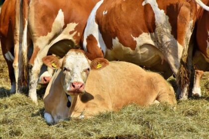 Now Know All about Diary Cow Disease Infectious Mites