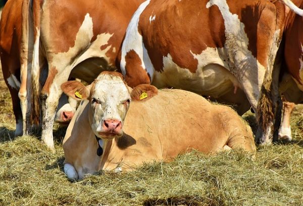 Now Know All about Diary Cow Disease Infectious Mites